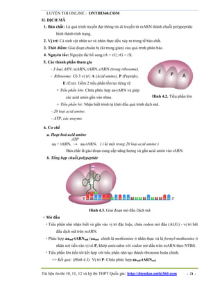 LUYỆN THI ONLINE : ONTHI360.COM
Tài liệu ôn thi 10, 11, 12 và kỳ thi THPT Quốc gia: http://diendan.onthi360.com - 21 -
II. DỊCH MÃ
1. Bản chất: Là quá trình truyền đạt thông tin di truyền từ mARN thành chuỗi polypeptide
hình thành tính trạng.
2. Vị trí: Cả sinh vật nhân sơ và nhân thực đều xảy ra trong tế bào chất.
3. Thời điểm: Giai đoạn chuẩn bị (kì trung gian) của quá trình phân bào.
4. Nguyên tắc: Nguyên tắc bổ sung rA = rU; rG = rX.
5. Các thành phần tham gia
- 3 loại ARN: mARN, tARN, rARN (trong ribosome).
- Ribosome: Có 3 vị trí: A (Acid amine), P (Peptide),
E (Exit). Gồm 2 tiểu phần tồn tại riêng rẽ:
+ Tiểu phần lớn: Chứa phức hợp aa-tARN và giúp
các acid amin gắn vào nhau. Hình 4.2. Tiểu phần lớn
+ Tiểu phần bé: Nhận biết trình tự khởi đầu quá trình dịch mã.
- 20 loại acid amine.
- ATP, các enzyme.
6. Cơ chế
a. Hoạt hoá acid amine
ATP
aai + tARNi → aai-tARNi ( i là một trong 20 loại acid amine )
Bản chất là giai đoạn cung cấp năng lượng và gắn acid amin vào tARN.
b. Tổng hợp chuỗi polypeptide
Hình 4.3. Giai đoạn mở đầu Dịch mã
+ Mở đầu
 Tiểu phần nhỏ nhận biết và gắn vào vị trí đặc hiệu, chứa codon mở đầu (AUG) - vị trí bắt
đầu dịch mã trên mARN.
 Phức hợp aamđ-tARNmđ (aamđ chính là methionine ở nhân thực và là formyl-methionine ở
nhân sơ) tiến vào vị trí P, khớp anticodon với codon mở đầu trên mARN theo NTBS.
 Tiểu phần lớn tiến tới kết hợp với tiểu phần nhỏ tạo thành ribosome hoàn chỉnh.
=> Kết quả: (Hình 4.3) Vị trí P: Chứa phức hợp aamđ-tARNmđ
 