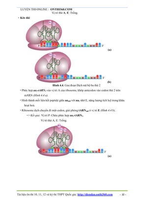 LUYỆN THI ONLINE : ONTHI360.COM
Tài liệu ôn thi 10, 11, 12 và kỳ thi THPT Quốc gia: http://diendan.onthi360.com - 22 -
Vị trí thứ A, E: Trống.
+ Kéo dài
(a)
(b)
Hình 4.4. Giai đoạn Dịch mã bộ ba thứ 2
 Phức hợp aa1-tARN1 vào vị trí A của ribosome, khớp anticodon vào codon thứ 2 trên
mARN (Hình 4.4 a).
 Hình thành mối liên kết peptide giữa aamđ với aa1 nhờ E, năng lượng tích luỹ trong khâu
hoạt hoá.
 Ribosome dịch chuyển đi một codon, giải phóng tARNmđ ở vị trí E (Hình 4.4 b).
=> Kết quả: Vị trí P: Chứa phức hợp aa1-tARN1,
Vị trí thứ A, E: Trống.
(a)
 