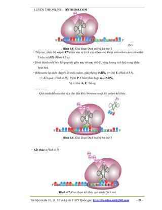 LUYỆN THI ONLINE : ONTHI360.COM
Tài liệu ôn thi 10, 11, 12 và kỳ thi THPT Quốc gia: http://diendan.onthi360.com - 23 -
(b)
Hình 4.5. Giai đoạn Dịch mã bộ ba thứ 3
 Tiếp tục, phức hệ aa2-tARN2 tiến vào vị trí A của ribosome khớp anticodon vào codon thứ
3 trên mARN (Hình 4.5 a).
 Hình thành mối liên kết peptide giữa aa1 với aa2 nhờ E, năng lượng tích luỹ trong khâu
hoạt hoá.
 Ribosome lại dịch chuyển đi một codon, giải phóng tARN1 ở vị trí E (Hình 4.5 b).
=> Kết quả: (Hình 4.5b) Vị trí P: Chứa phức hợp aa2-tARN2,
Vị trí thứ A, E: Trống.
………….
Quá trình diễn ra như vậy cho đến khi ribosome trượt tới codon kết thúc.
Hình 4.6. Giai đoạn Dịch mã bộ ba thứ 5
+ Kết thúc: (Hình 4.7)
Hình 4.7. Giai đoạn kết thúc quá trình Dịch mã
 