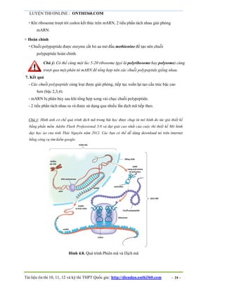 LUYỆN THI ONLINE : ONTHI360.COM
Tài liệu ôn thi 10, 11, 12 và kỳ thi THPT Quốc gia: http://diendan.onthi360.com - 24 -
 Khi ribosome trượt tới codon kết thúc trên mARN, 2 tiểu phần tách nhau giải phóng
mARN.
+ Hoàn chỉnh
 Chuỗi polypeptide được enzyme cắt bỏ aa mở đầu methionine để tạo nên chuỗi
polypeptide hoàn chỉnh.
Chú ý: Có thể cùng một lúc 5-20 ribosome (gọi là polyribosome hay polysome) cùng
trượt qua một phân tử mARN để tổng hợp nên các chuỗi polypeptide giống nhau.
7. Kết quả
- Các chuỗi polypeptide cùng loại được giải phóng, tiếp tục xoắn lại tạo cấu trúc bậc cao
hơn (bậc 2,3,4).
- mARN bị phân hủy sau khi tổng hợp xong vài chục chuỗi polypeptide.
- 2 tiểu phần tách nhau ra và được sử dụng qua nhiều lần dịch mã tiếp theo.
Chú ý: Hình ảnh cơ chế quá trình dịch mã trong bài học được chụp từ mô hình do tác giả thiết kế
bằng phần mềm Adobe Flash Professional 5.0 và đạt giải cao nhất của cuộc thi thiết kế Mô hình
dạy học ảo của tỉnh Thái Nguyên năm 2012. Các bạn có thể dễ dàng download nó trên internet
bằng công cụ tìm kiếm google.
Hình 4.8. Quá trình Phiên mã và Dịch mã
 