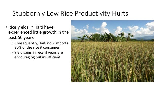 Stubbornly Low Rice Productivity Hurts
• Rice yields in Haiti have
experienced little growth in the
past 50 years
• Conseq...