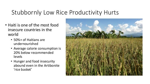 Stubbornly Low Rice Productivity Hurts
• Haiti is one of the most food
insecure countries in the
world
• 50%+ of Haitians ...