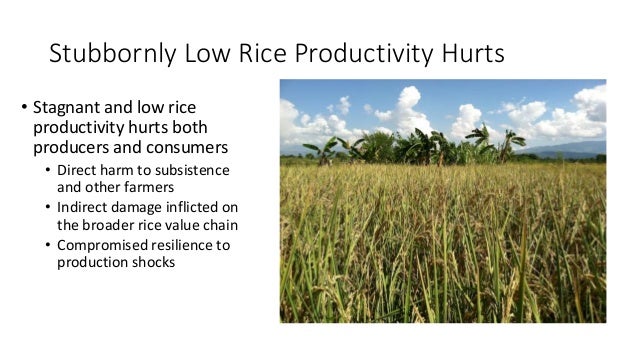 Stubbornly Low Rice Productivity Hurts
• Stagnant and low rice
productivity hurts both
producers and consumers
• Direct ha...