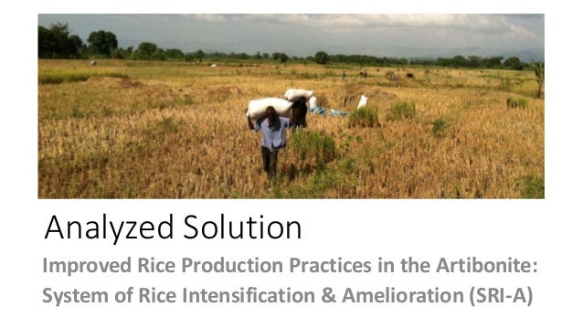 Analyzed Solution
Improved Rice Production Practices in the Artibonite:
System of Rice Intensification & Amelioration (SRI...