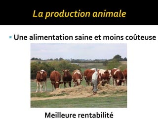  Une alimentation saine et moins coûteuse
Meilleure rentabilité
 