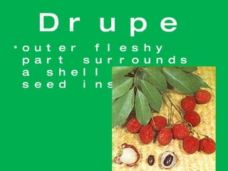 Drupe outer fleshy part surrounds a shell with a seed inside 