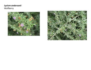 Lycium andersonii
Wolfberry
 