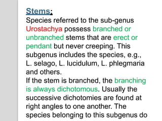 Stems:
Species referred to the sub-genus
Urostachya possess branched or
unbranched stems that are erect or
pendant but never creeping. This
subgenus includes the species, e.g.,
L. selago, L. lucidulum, L. phlegmaria
and others.
If the stem is branched, the branching
is always dichotomous. Usually the
successive dichotomies are found at
right angles to one another. The
species belonging to this subgenus do
 