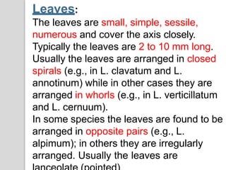 Leaves:
The leaves are small, simple, sessile,
numerous and cover the axis closely.
Typically the leaves are 2 to 10 mm long.
Usually the leaves are arranged in closed
spirals (e.g., in L. clavatum and L.
annotinum) while in other cases they are
arranged in whorls (e.g., in L. verticillatum
and L. cernuum).
In some species the leaves are found to be
arranged in opposite pairs (e.g., L.
alpimum); in others they are irregularly
arranged. Usually the leaves are
 