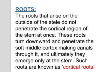 ROOTS:
The roots that arise on the
outside of the stele do not
penetrate the cortical region of
the stem at once. These roots
turn downward and penetrate the
soft middle cortex making canals
through it, and ultimately they
emerge only at the stem. Such
roots are known as ‘cortical roots’
 