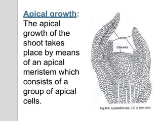 Apical growth:
The apical
growth of the
shoot takes
place by means
of an apical
meristem which
consists of a
group of apical
cells.
 