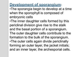 Development of sporangium:
•The sporangia begin to develop at a time
when the sporophyll is composed of
embryonic cells
•The inner daughter cells formed by this
periclinal division give rise to the stalk
and the basal portion of a sporangium.
The outer daughter cells contribute to the
formation to the bulk of the sporangium.
•The outer cells again divide periclinally
forming an outer layer, the jacket initials;
and an inner layer, the archesporial cells.
 