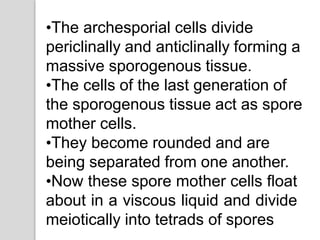 •The archesporial cells divide
periclinally and anticlinally forming a
massive sporogenous tissue.
•The cells of the last generation of
the sporogenous tissue act as spore
mother cells.
•They become rounded and are
being separated from one another.
•Now these spore mother cells float
about in a viscous liquid and divide
meiotically into tetrads of spores
 