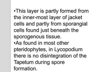 •This layer is partly formed from
the inner-most layer of jacket
cells and partly from sporangial
cells found just beneath the
sporogenous tissue.
•As found in most other
pteridophytes, in Lycopodium
there is no disintegration of the
Tapetum during spore
formation.
 