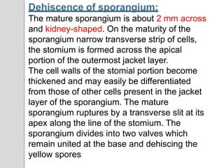 Dehiscence of sporangium:
The mature sporangium is about 2 mm across
and kidney-shaped. On the maturity of the
sporangium narrow transverse strip of cells,
the stomium is formed across the apical
portion of the outermost jacket layer.
The cell walls of the stomial portion become
thickened and may easily be differentiated
from those of other cells present in the jacket
layer of the sporangium. The mature
sporangium ruptures by a transverse slit at its
apex along the line of the stomium. The
sporangium divides into two valves which
remain united at the base and dehiscing the
yellow spores
 
