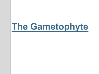 The Gametophyte
 