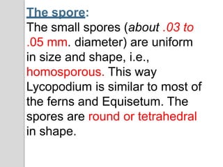 The spore:
The small spores (about .03 to
.05 mm. diameter) are uniform
in size and shape, i.e.,
homosporous. This way
Lycopodium is similar to most of
the ferns and Equisetum. The
spores are round or tetrahedral
in shape.
 