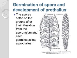 Germination of spore and
development of prothallus:
⚫ The spores
settle on the
ground after
their liberation
from the
sporangium and
each
germinates into
a prothallus
 