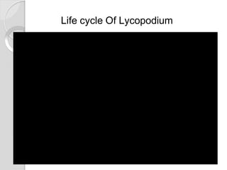 Life cycle Of Lycopodium
 