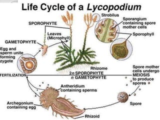 Life Cycle
 
