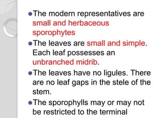 ⚫The modern representatives are
small and herbaceous
sporophytes
⚫The leaves are small and simple.
Each leaf possesses an
unbranched midrib.
⚫The leaves have no ligules. There
are no leaf gaps in the stele of the
stem.
⚫The sporophylls may or may not
be restricted to the terminal
 