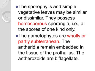 ⚫The sporophylls and simple
vegetative leaves may be similar
or dissimilar. They possess
homosporous sporangia, i.e., all
the spores of one kind only.
⚫The gametophytes are wholly or
partly subterranean. The
antheridia remain embedded in
the tissue of the prothallus. The
antherozoids are biflagellate.
 