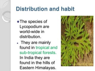 Distribution and habit
⚫The species of
Lycopodium are
world-wide in
distribution.
⚫ They are mainly
found in tropical and
sub-tropical forests.
In India they are
found in the hills of
Eastern Himalayas.
 