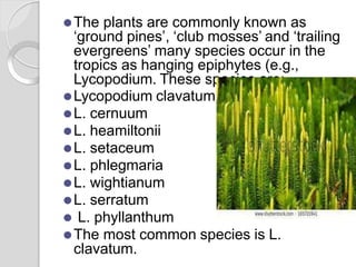 ⚫The plants are commonly known as
‘ground pines’, ‘club mosses’ and ‘trailing
evergreens’ many species occur in the
tropics as hanging epiphytes (e.g.,
Lycopodium. These species are:
⚫Lycopodium clavatum
⚫L. cernuum
⚫L. heamiltonii
⚫L. setaceum
⚫L. phlegmaria
⚫L. wightianum
⚫L. serratum
⚫ L. phyllanthum
⚫The most common species is L.
clavatum.
 