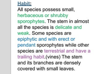 Habit:
All species possess small,
herbaceous or shrubby
sporophytes. The stem in almost
all the species is delicate and
weak. Some species are
epiphytic and with erect or
pendant sporophytes while other
species are terrestrial and have a
trailing habit.(vines) The stem
and its branches are densely
covered with small leaves.
 