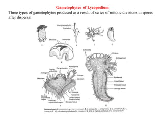 Lycopodium - Morphology, Anatomy, Life Cycle.pptx