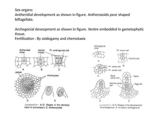 Life Cycle Of Lycopodium Biology Discussion
