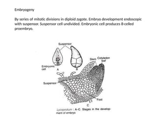 Lycopodium - Morphology, Anatomy, Life Cycle.pptx