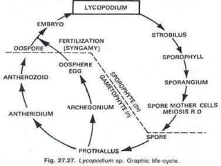 Lycopodium | PPT