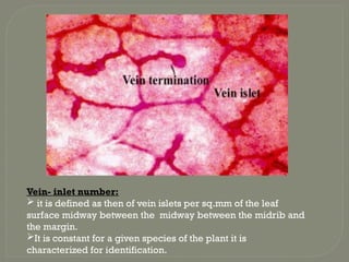 Vein- inlet number:
 it is defined as then of vein islets per sq.mm of the leaf
surface midway between the midway between the midrib and
the margin.
It is constant for a given species of the plant it is
characterized for identification.
 