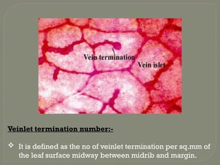 Veinlet termination number:-
 It is defined as the no of veinlet termination per sq.mm of
the leaf surface midway between midrib and margin.
 