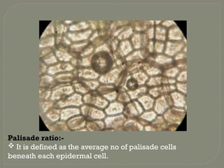 Palisade ratio:-
 It is defined as the average no of palisade cells
beneath each epidermal cell.
 