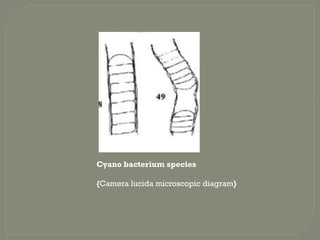 Cyano bacterium species
{Camera lucida microscopic diagram}
 