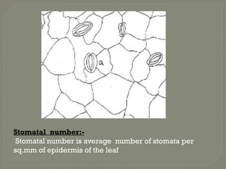 Stomatal number:-
Stomatal number is average number of stomata per
sq.mm of epidermis of the leaf
 