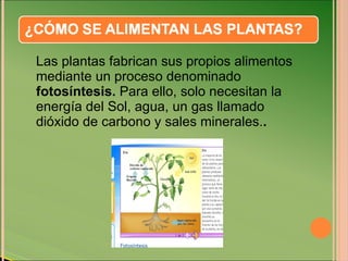 Las plantas fabrican sus propios alimentos mediante un proceso denominado  fotosíntesis.  Para ello, solo necesitan la energía del Sol, agua, un gas llamado dióxido de carbono y sales minerales. . 