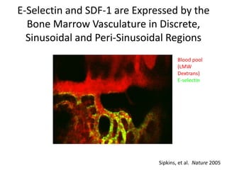 E-Selectin and SDF-1 are Expressed by the
Bone Marrow Vasculature in Discrete,
Sinusoidal and Peri-Sinusoidal Regions
Sipkins, et al. Nature 2005
Blood pool
(LMW
Dextrans)
E-selectin
 