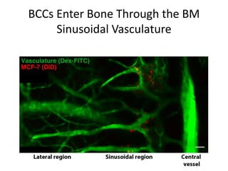 BCCs Enter Bone Through the BM
Sinusoidal Vasculature
 