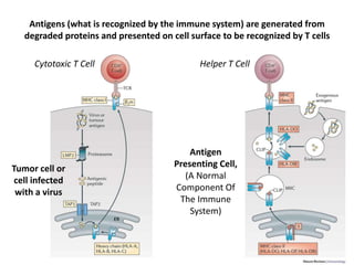 Antigens (what is recognized by the immune system) are generated from
degraded proteins and presented on cell surface to be recognized by T cells
Tumor cell or
cell infected
with a virus
Antigen
Presenting Cell,
(A Normal
Component Of
The Immune
System)
Cytotoxic T Cell Helper T Cell
 