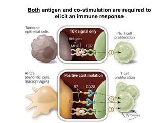 Both antigen and co-stimulation are required to
elicit an immune response
 