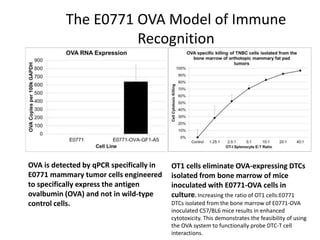 OVA is detected by qPCR specifically in
E0771 mammary tumor cells engineered
to specifically express the antigen
ovalbumin (OVA) and not in wild-type
control cells.
OT1 cells eliminate OVA-expressing DTCs
isolated from bone marrow of mice
inoculated with E0771-OVA cells in
culture. Increasing the ratio of OT1 cells:E0771
DTCs isolated from the bone marrow of E0771-OVA
inoculated C57/BL6 mice results in enhanced
cytotoxicity. This demonstrates the feasibility of using
the OVA system to functionally probe DTC-T cell
interactions.
The E0771 OVA Model of Immune
Recognition
 