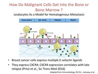 How Do Malignant Cells Get Into the Bone or
Bone Marrow ?
Leukocytes As a Model for Hematogenous Metastasis
• Breast cancer cells express multiple E-selectin ligands
• They express CXCR4; CXCR4 expression correlates with late
relapse (Price et al., Sci Trans Med 2016)
Adapted from Immunobiology, 5th Ed., Janeway et al.
 