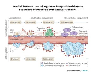 Parallels between stem cell regulation & regulation of dormant
disseminated tumour cells by the perivascular niche.
 
