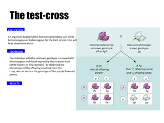 taboo genetics lec ppt | PPT
