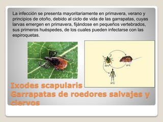 Ixodes scapularis
Garrapatas de roedores salvajes y
ciervos
La infección se presenta mayoritariamente en primavera, verano y
principios de otoño, debido al ciclo de vida de las garrapatas, cuyas
larvas emergen en primavera, fijándose en pequeños vertebrados,
sus primeros huéspedes, de los cuales pueden infectarse con las
espiroquetas.
 