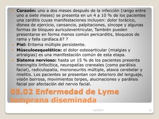 05.02 Enfermedad de Lyme
temprana diseminada
 Corazón: uno a dos meses después de la infección (rango entre
uno a siete meses) se presenta en un 4 a 10 % de los pacientes
una carditis cuyas manifestaciones incluyen: dolor torácico,
disnea de ejercicio, cansancio, palpitaciones, síncope y algunas
formas de bloqueo auriculoventricular, También pueden
presentarse en forma menos común pericarditis, bloqueos de
rama y falla cardíaca.6? ?
 Piel: Eritema múltiple persistente.
 Músculoesquelético: el dolor osteoarticular (mialgias y
artralgias) es una manifestación común de esta etapa.
 Sistema nervioso: hasta un 15 % de los pacientes presenta
meningitis linfocítica, neuropatías craneales (como parálisis
facial), radiculopatía, mononeuritis múltiple, ataxia cerebelar y
mielitis. Los pacientes se presentan con deterioro del lenguaje,
visión borrosa, movimientos torpes, alucinaciones y parálisis
facial por afectación del nervio facial.
15/07/2017 23
 