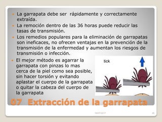 07 Extracción de la garrapata
 La garrapata debe ser rápidamente y correctamente
extraída.
 La remoción dentro de las 24 horas puede reducir las
tasas de transmisión.
 Los remedios populares para la eliminación de garrapatas
son ineficaces, no ofrecen ventajas en la prevención de la
transmisión de la enfermedad y aumentan los riesgos de
transmisión o infección.
16/07/2017 35
 El mejor método es agarrar la
garrapata con pinzas lo mas
cerca de la piel como sea posible,
sin hacer torsión y evitando
aplastar el cuerpo de la garrapata
o quitar la cabeza del cuerpo de
la garrapata, tirando para arriba.
tick
 